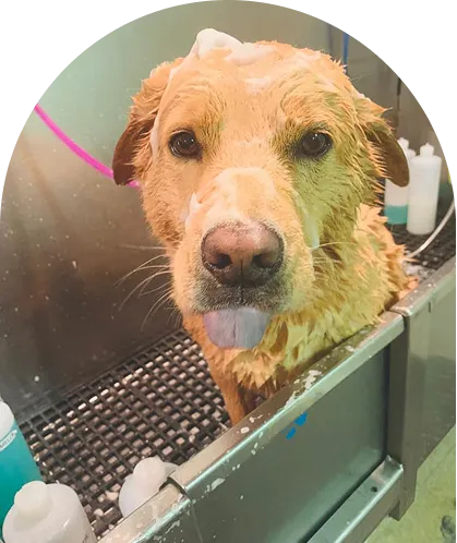 Golden Retriever appears to be enjoying a bath