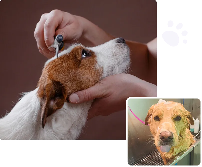 Groomer brushing a Jack Russell Terrier dog