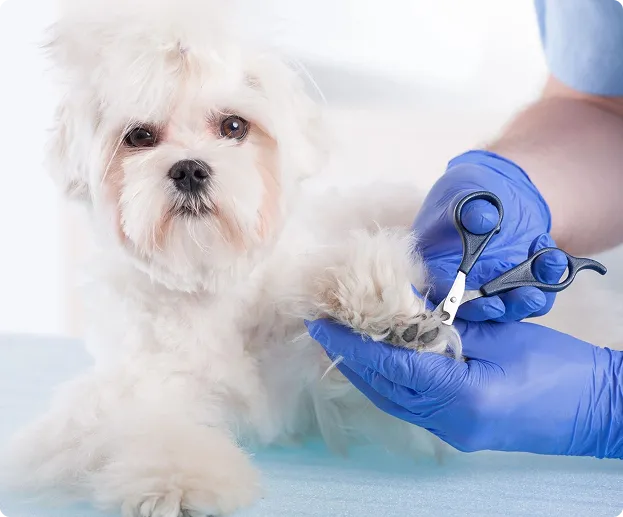Dog gets nail trim