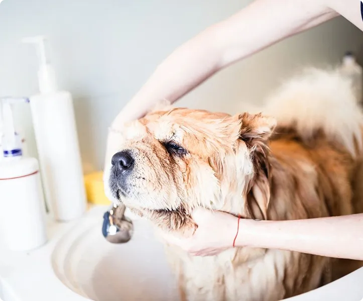 Dog getting washed