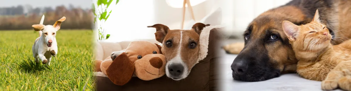 Paws & Effect Pet Resort
