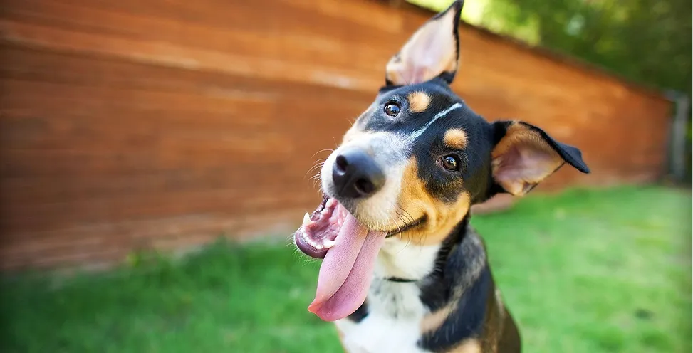 Happy dogs