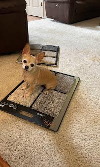 carpet installation services