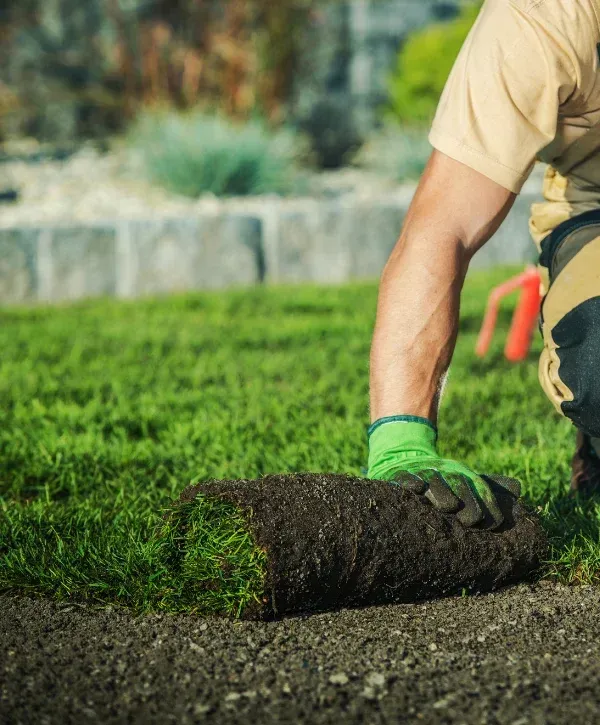 A gloved hand unrolling a section of new sod grass onto a prepared area of dirt in a garden.