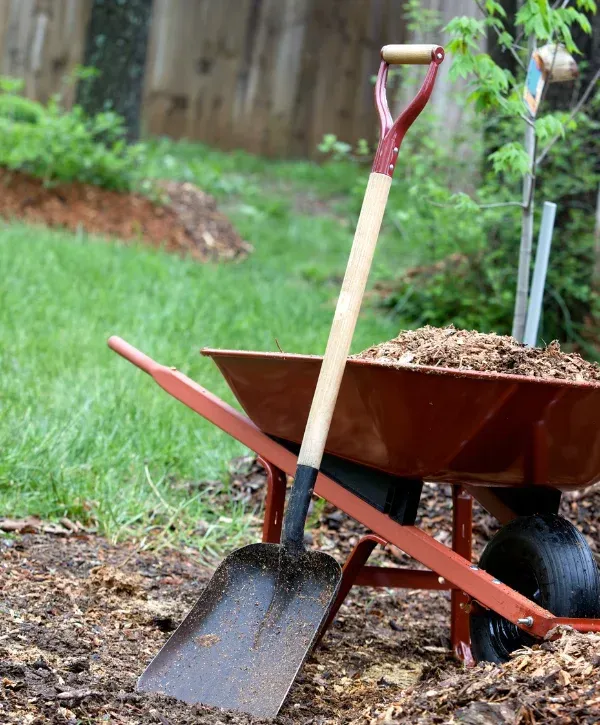 A close-up of a red wheelbarrow full of mulch, with a shovel standing upright next to it.