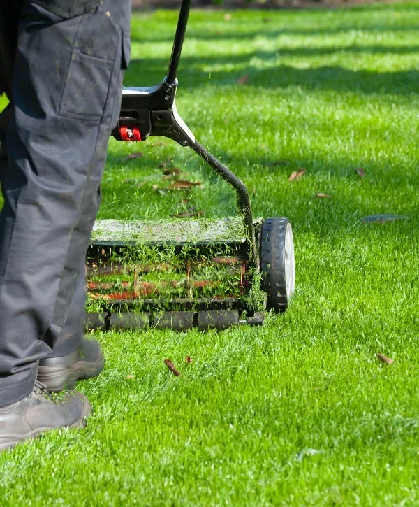 A person in dark pants and boots pushes a reel mower, cutting lush green grass on a sunny day.
