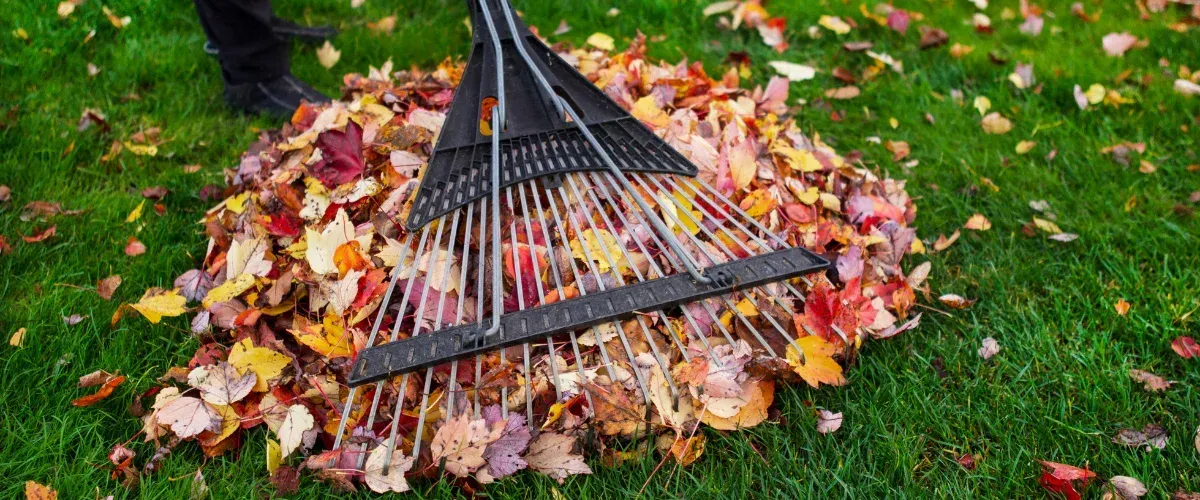 A black leaf rake pushes a large pile of colorful autumn leaves on a vibrant green lawn.