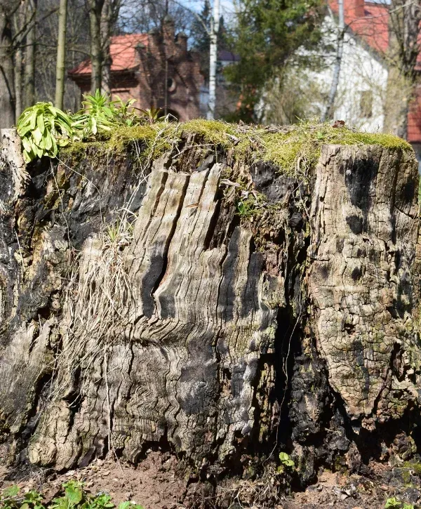 An old, weathered tree stump covered with green moss and small plants, with blurred buildings in the background.