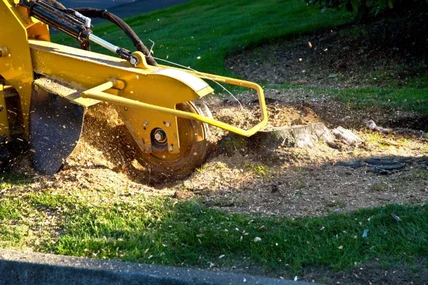 Transform Your Landscape with Stump Removal in Honesdale, PA