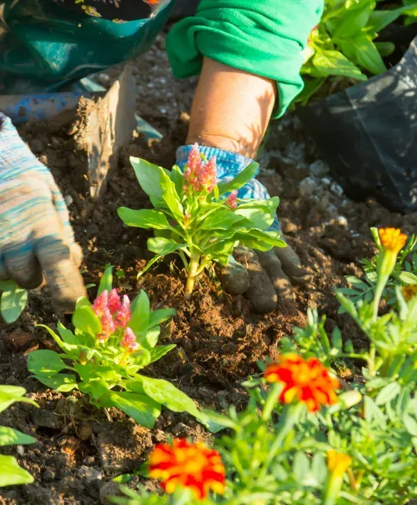 A close-up of gloved hands planting small green seedlings into rich dark brown soil.