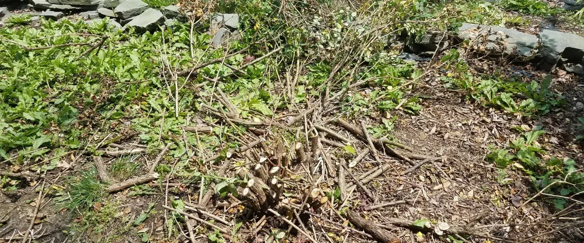 A close-up view of freshly cut branches and green weeds on a garden floor after pruning.