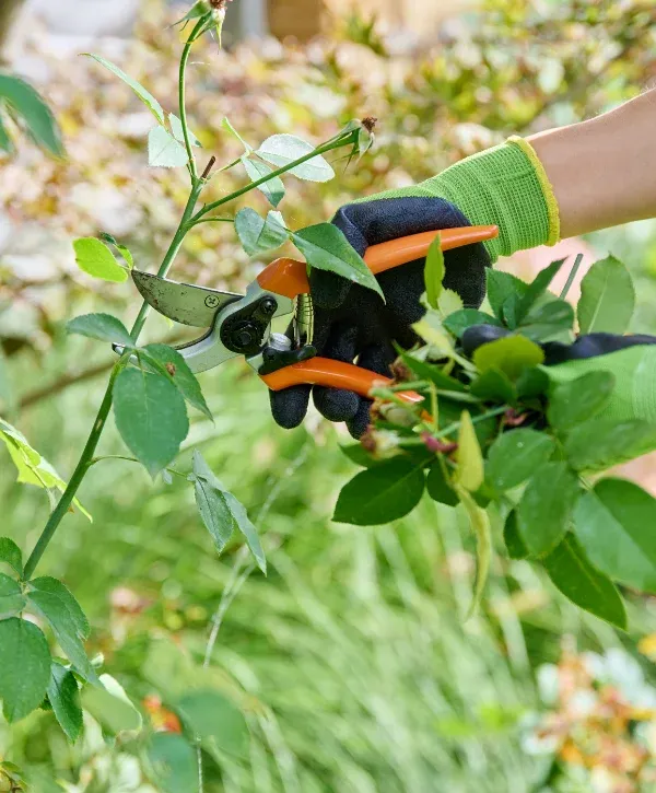 A gloved hand using orange pruning shears to trim a green rose bush stem outdoors.