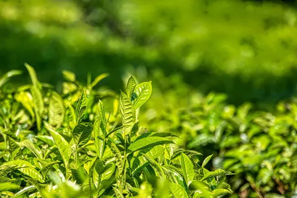 Why Hire a Professional for Bush Removal in Honesdale, PA?