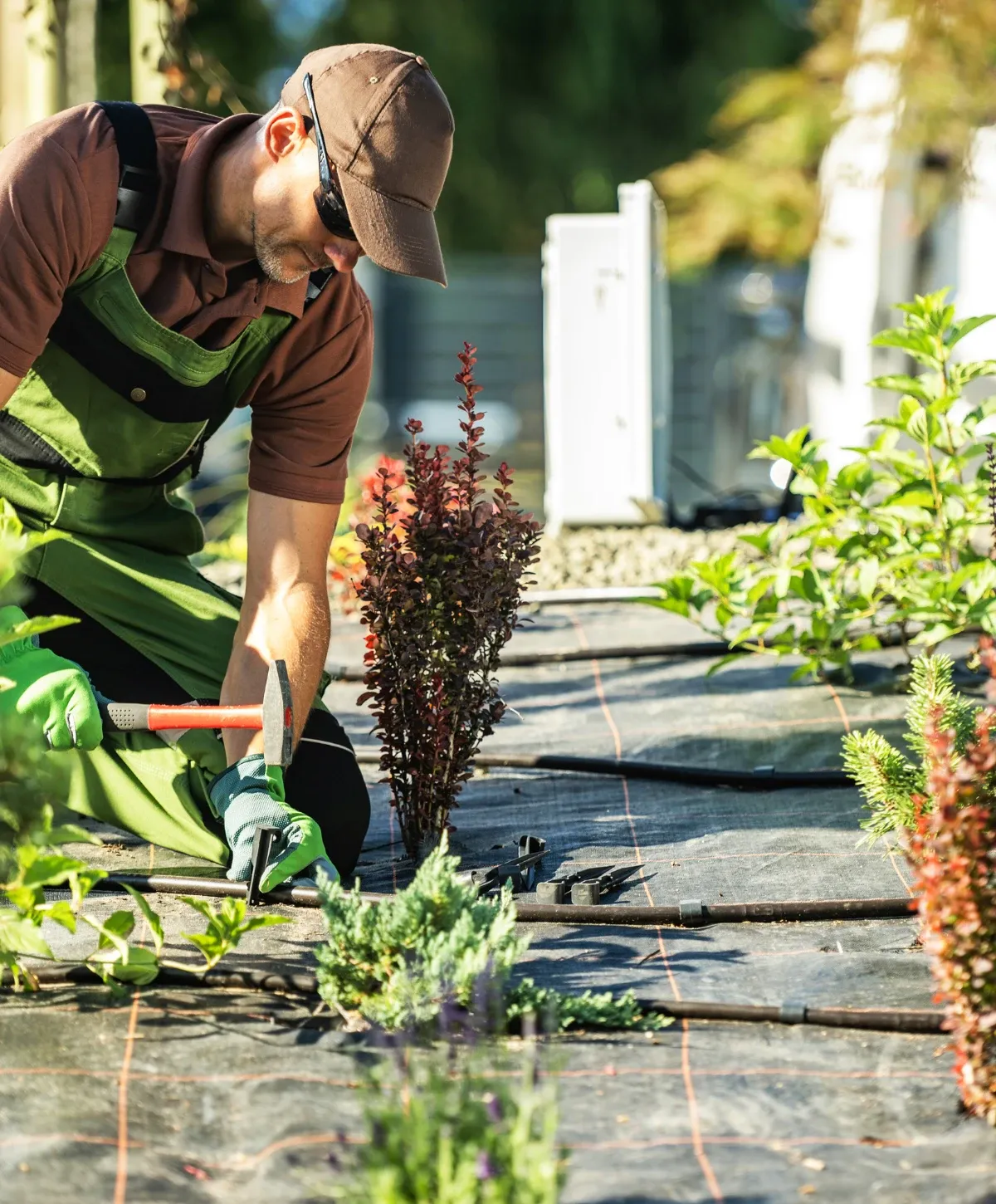 A man in green overalls and a brown cap kneels, using a hammer to secure drip irrigation tubing near new plants.