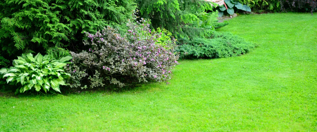 A vibrant green lawn with a garden border featuring a variegated hosta, a pink-flowering shrub, and various evergreens.