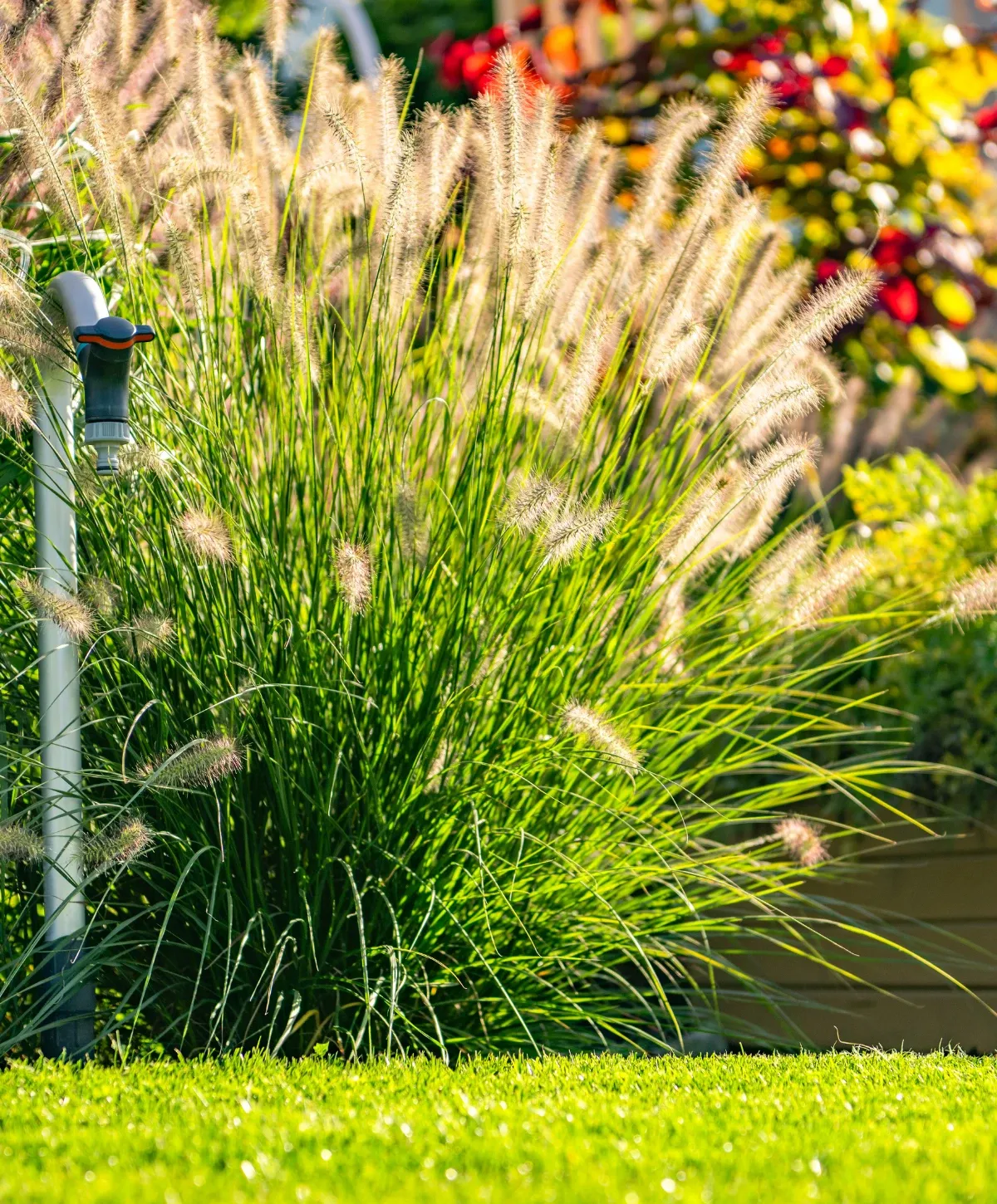 A close-up of sunlit ornamental grass with golden plumes next to a garden faucet, vibrant green lawn in the foreground.