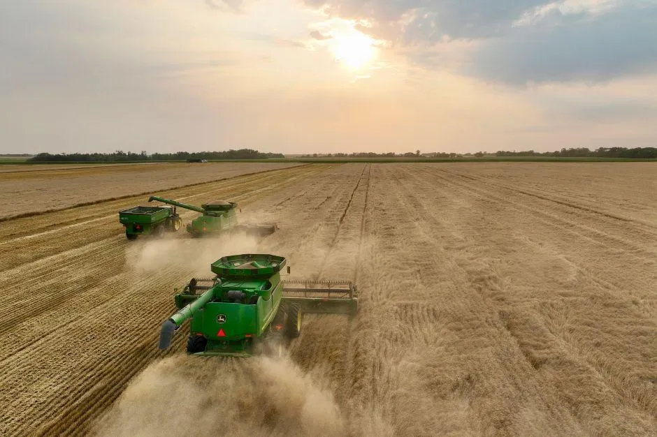 rice field during daytime