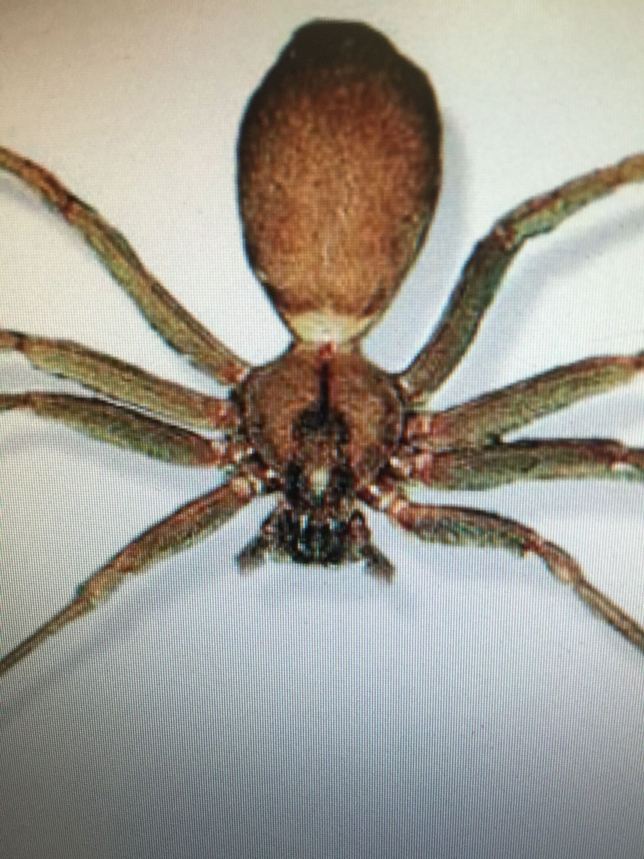 Brown Recluse spider
