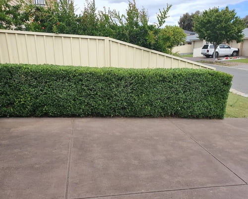 Mulch Installation in Salisbury