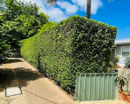  One-Off Garden Clean-Ups