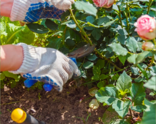 Rose Pruning in Salisbury