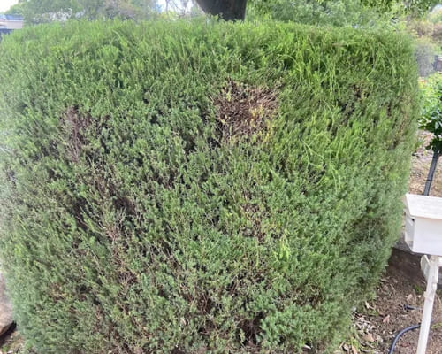 Mulch Installation in Salisbury