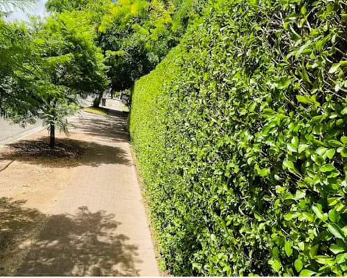 Hedge & Bush Trimming in Salisbury