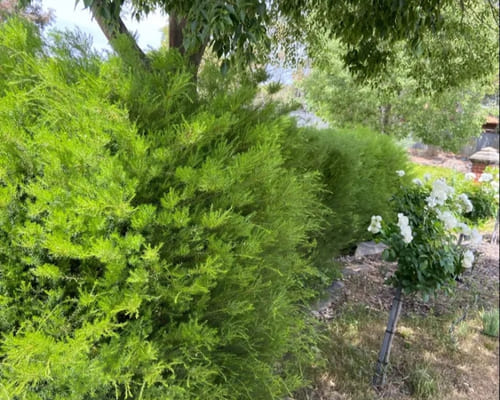 Garden Bed Installation in Salisbury
