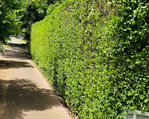 Hedge & Bush Trimming Salisbury