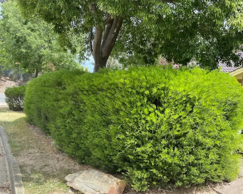 Albert Park One-Off Garden Clean-Ups