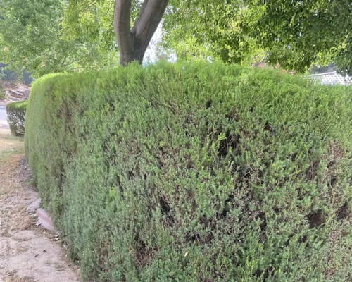  One-Off Garden Clean-Ups