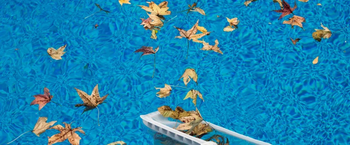 Fallen leaves floating on blue pool water during professional swimming pool cleaning service.