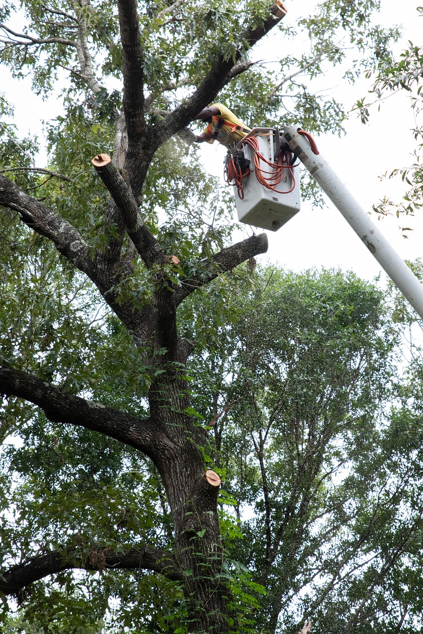 Tree guy trimming tree