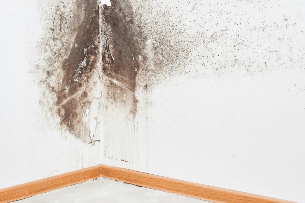 Professional Mold Removal Services 
