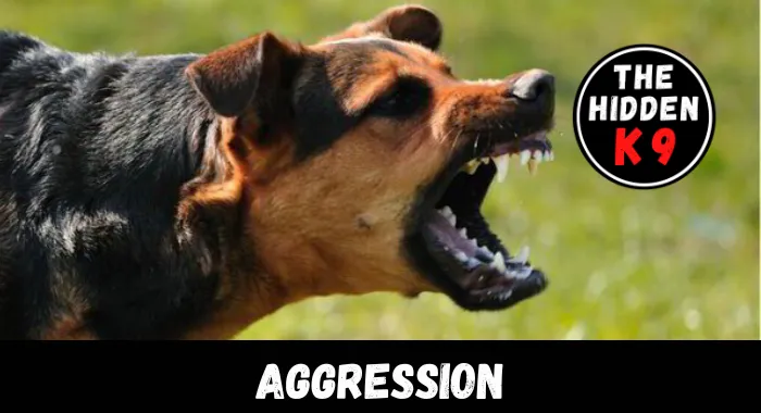 The Hidden K9 Aggression