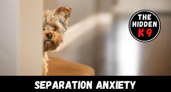 The Hidden K9 - Separation Anxiety