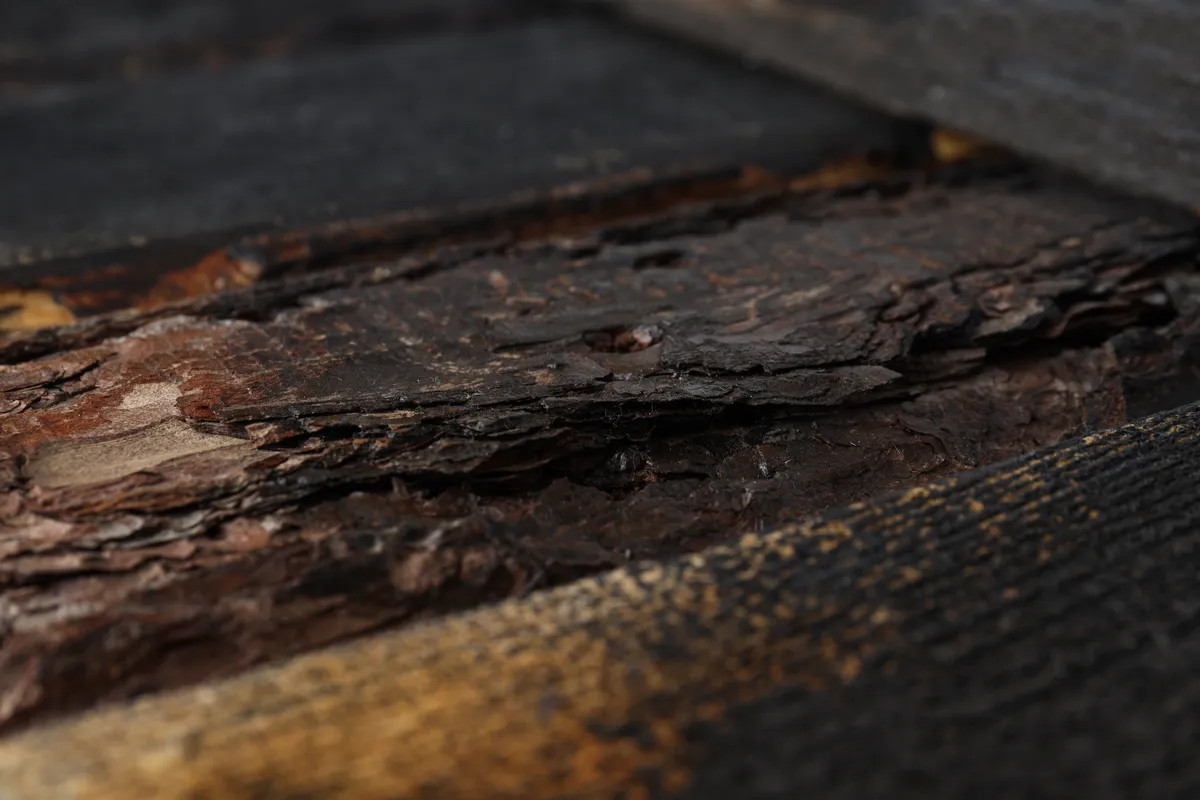 Wood rttting in shed