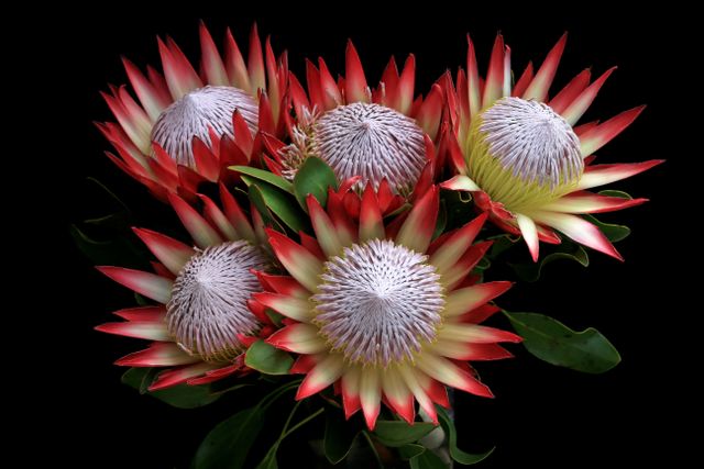 Case Study Advancing a Botanical-Derived Drug Product into Phase 2 Clinical Development