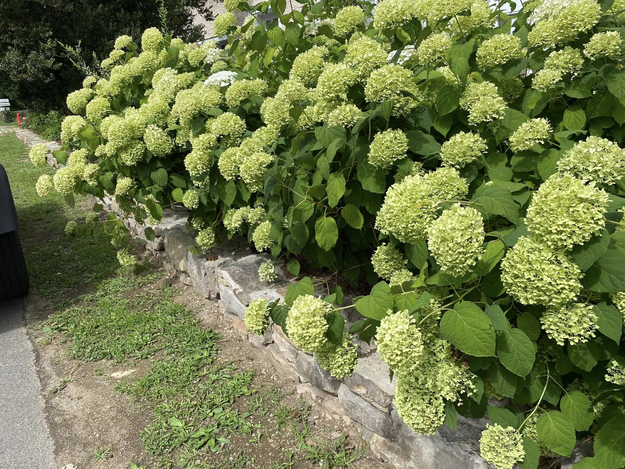 Vienna Landscaping