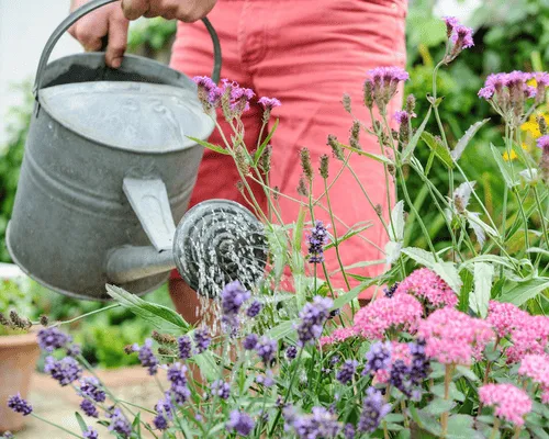 Gardening & Plant Care Vaughan