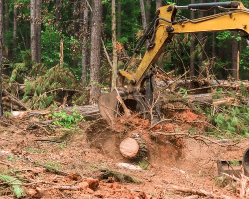 Tree Removal in Vaughan
