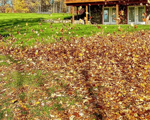 Seasonal Cleanups & Debris Removal in Vaughan