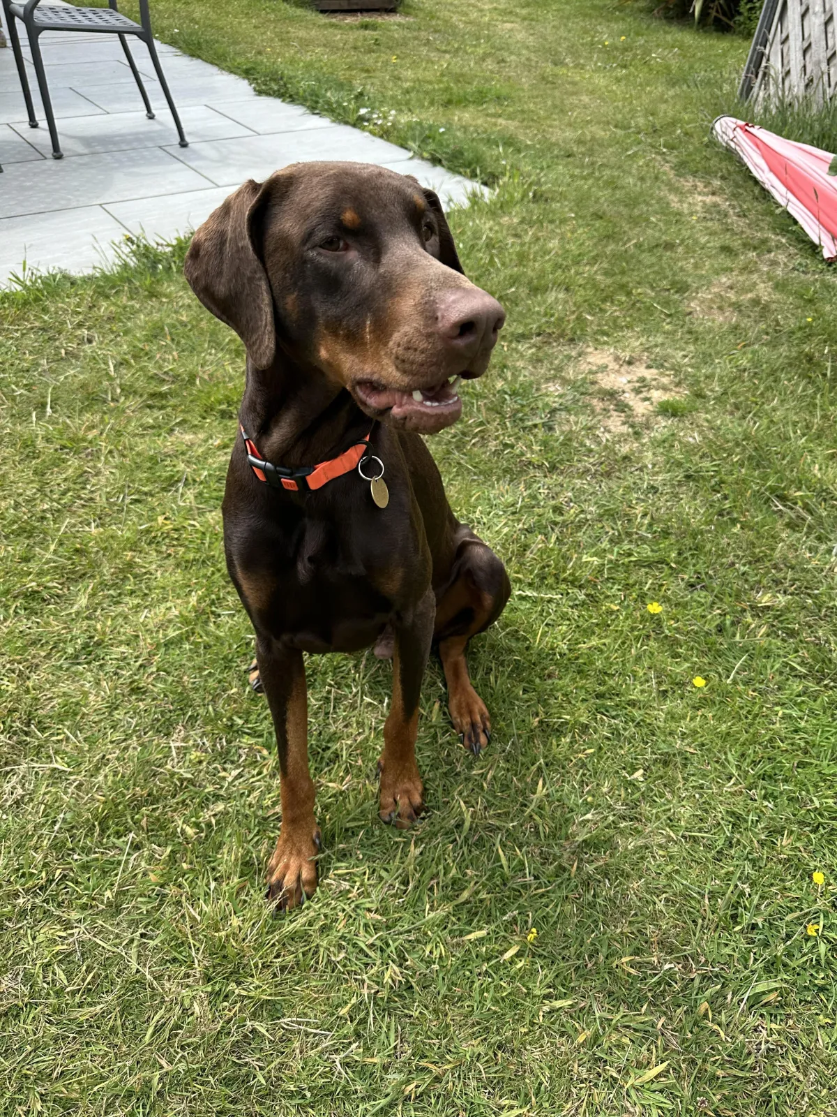 a dog sitting