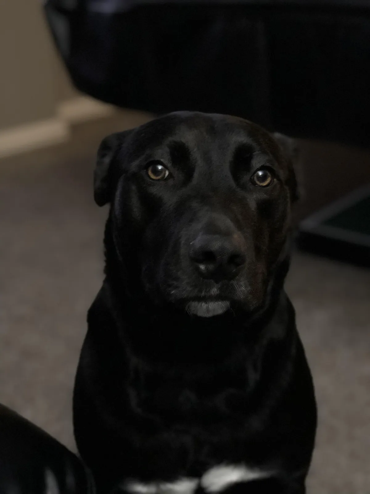 a good dog