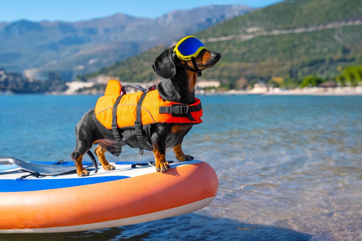 Kayaks resting on a sunny, tree-lined shore