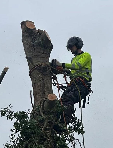 Man from Pearson Tree Services cutting own a tree with safety gear