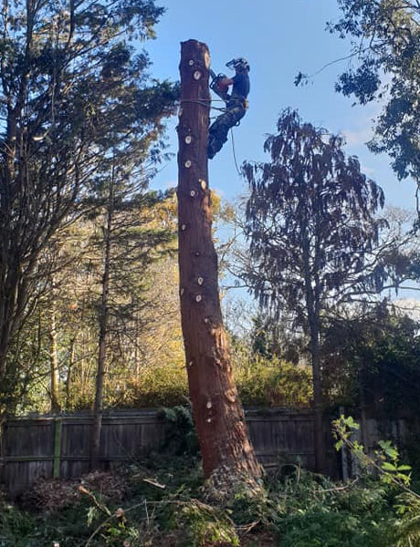 Man from Pearson Tree Services cutting down a tall tree