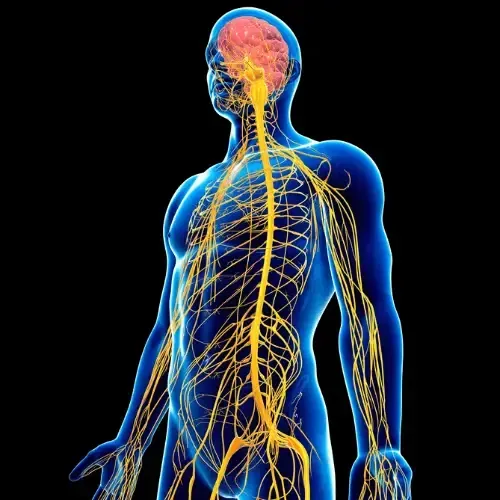 Nervensystem von Überaktivierung u Regulation und Sicherheit