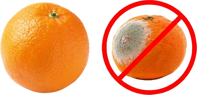 Image of orange citrus fruits one in perfect condition and one covers in mould