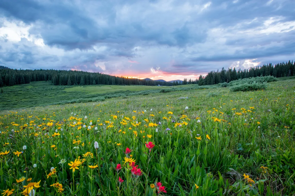 March 2026 - Spring Forecast